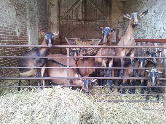 Chèvres de Chauvry